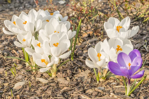 En enda violett krokus bredvid av många vita krokusar på bark marktäckning — Stockfoto