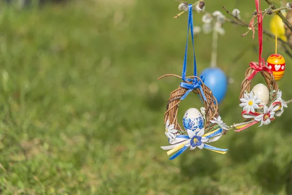 Warna biru dan merah jambul timur dengan rumput hijau di latar belakang — Stok Foto