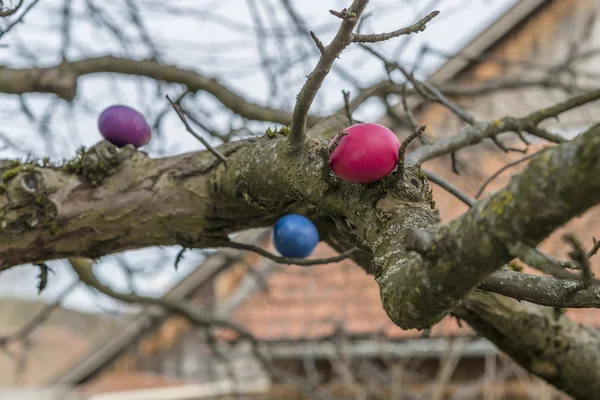 Coloridos huevos de Pascua y conejito de Pascua en un árbol —  Fotos de Stock