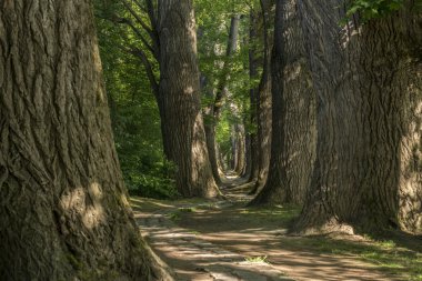 Regensburg içinde masal yolu yeşil parlayan güneşi ile bir ormandaki yaprakları