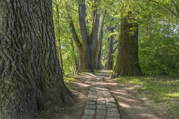 Sentiero delle fiabe in un bosco con il sole che splende tra le foglie verdi di Ratisbona — Foto Stock