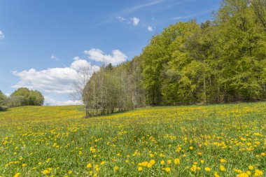 Karahindiba çiçek everythere ile bir çayır