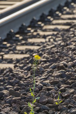 Tren yolu bir güneşli yaz günü ve tek bir sarı çiçek