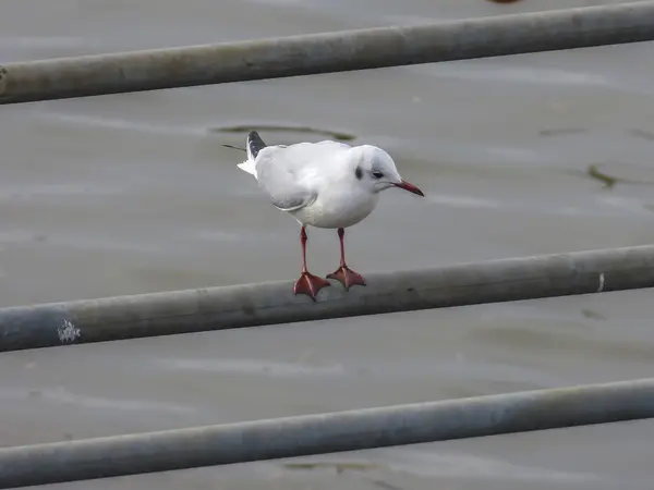 Uma gaivota do mar está sentada em uma balaustrada — Fotografia de Stock