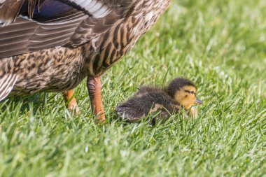İki küçük kız, bir göl ile bir ördek