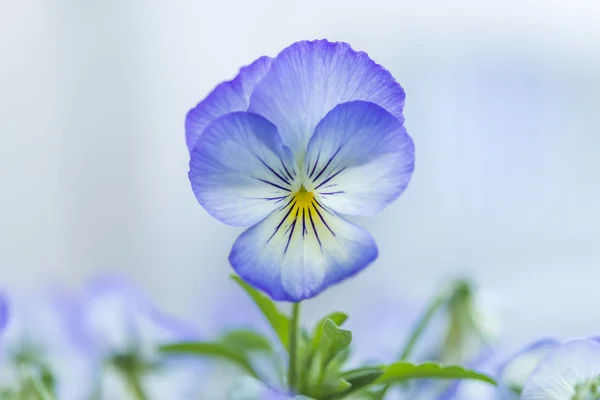 Fechar de uma flor violeta com chifres — Fotografia de Stock