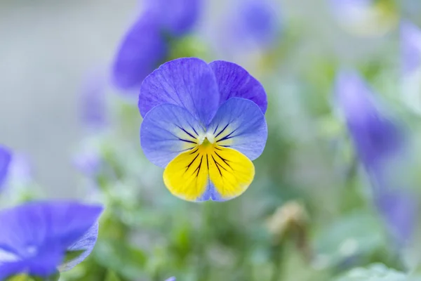 Fechar de uma flor violeta com chifres — Fotografia de Stock