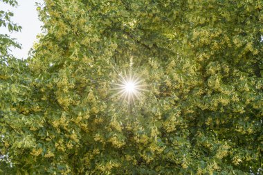 Ihlamur ağacı yaprakları ile parlayan güneş ışınları