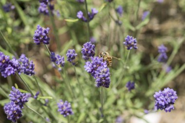 Lavanta çiçeğinin üzerindeki arıya yakın çekim