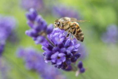 Lavanta çiçeğinin üzerindeki arıya yakın çekim