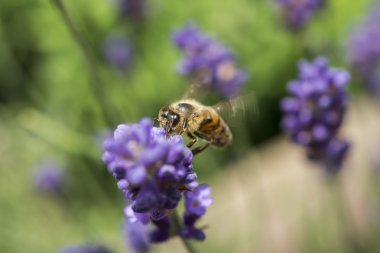 Lavanta çiçeğinin üzerindeki arıya yakın çekim