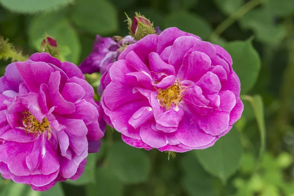 Close-up van rood roze bloem in een tuin — Stockfoto