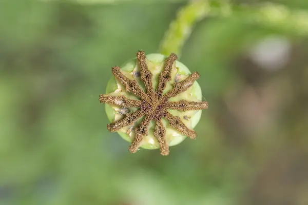 Closeup of a poppy seed bud from above — Stock Photo, Image