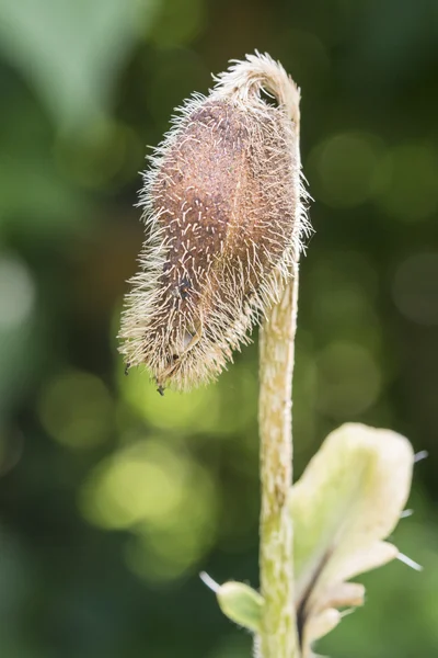 Closeup of a poppy seed bud — Stock Photo, Image