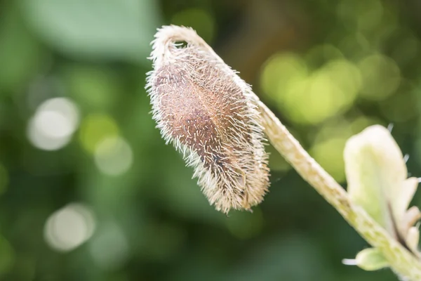 Closeup of a poppy seed bud — Stock Photo, Image