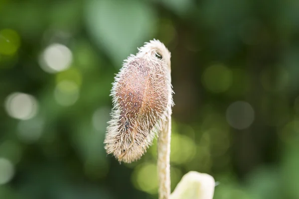 Closeup of a poppy seed bud — Stock Photo, Image