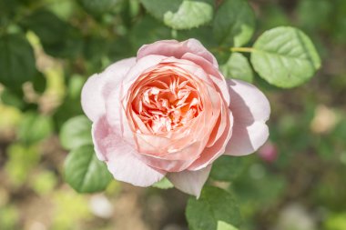 Kırmızı gül çiçek Bahçe closeup
