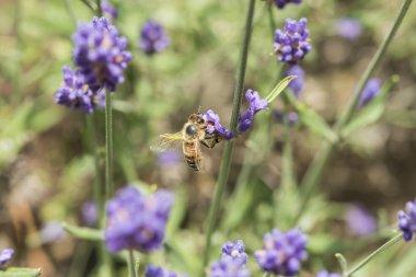 Lavanta çiçeğinin üzerindeki arıya yakın çekim