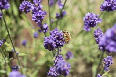 Lavanta çiçeğinin üzerindeki arıya yakın çekim