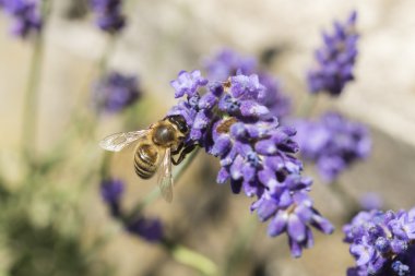 Lavanta çiçeğinin üzerindeki arıya yakın çekim