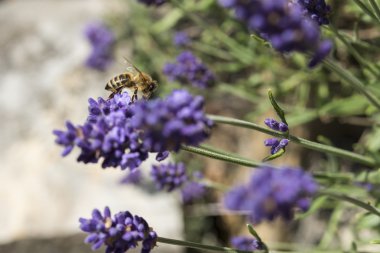 Lavanta çiçeğinin üzerindeki arıya yakın çekim