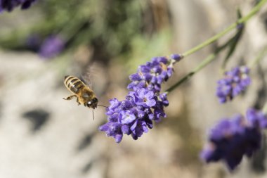 Lavanta çiçeği üzerinde uçan bir arı closeup