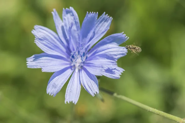 Closeup de uma flor de chicória azul na grama verde ao ar livre — Fotografia de Stock