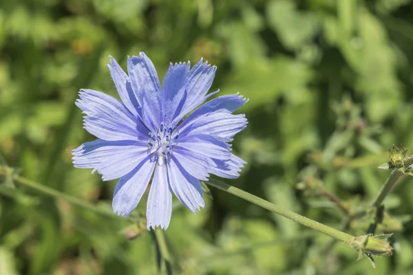 Closeup de uma flor de chicória azul na grama verde ao ar livre — Fotografia de Stock