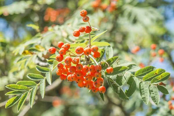 Gros plan des fruits rouges d'un rowan — Photo