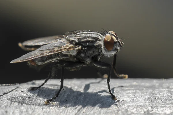 Primer plano de una mosca grande en un día soleado al aire libre — Foto de Stock