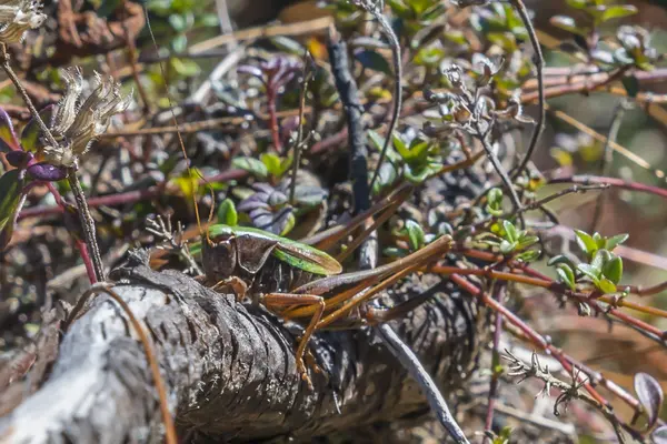 Gafanhoto camuflado em um membro de uma árvore — Fotografia de Stock