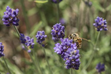 Lavanta çiçeğinin üzerindeki arıya yakın çekim