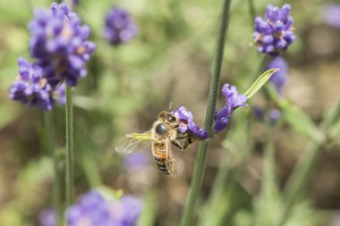 Lavanta çiçeğinin üzerindeki arıya yakın çekim