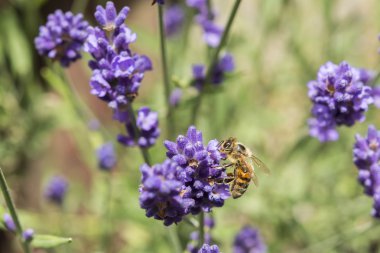 Lavanta çiçeğinin üzerindeki arıya yakın çekim