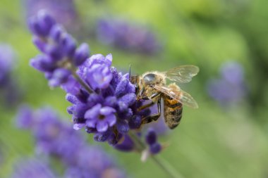 Lavanta çiçeğinin üzerindeki arıya yakın çekim
