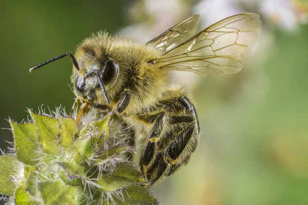 Bir çiçek üzerinde oturan bir arı closeup — Stok fotoğraf