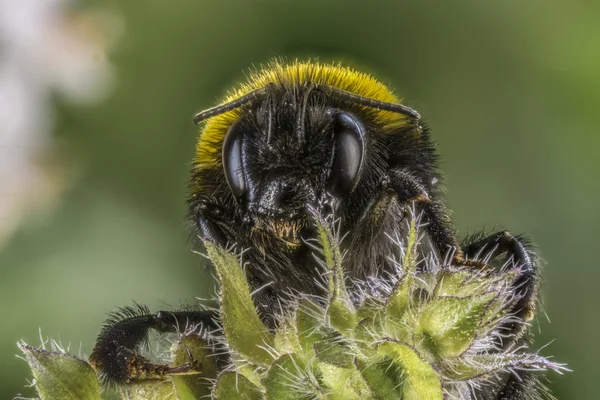 Closeup της μια μέλισσα να κάθεται σε ένα λουλούδι — Φωτογραφία Αρχείου
