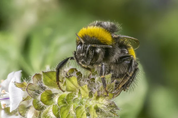 Primo piano di un'ape seduta su un fiore — Foto Stock