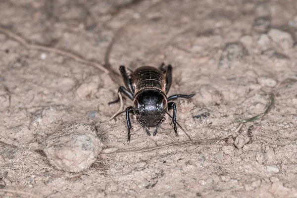 Almanya Nın Bavyera Ormanı Nda Bir Tarla Yolunda Bir Cırcırböceğinin — Stok fotoğraf