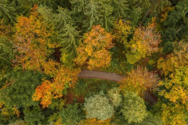 Image Aerial View Trees Forest Tree Tops Bavarian Forest Germany — Stock Photo, Image