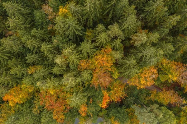 Image Aerial View Trees Forest Tree Tops Bavarian Forest Germany — Stock Photo, Image