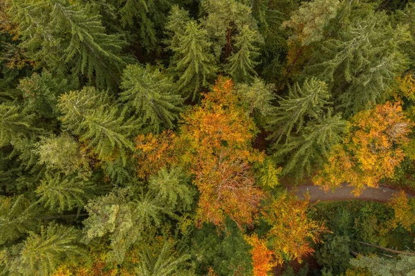 Image Aerial View Trees Forest Tree Tops Bavarian Forest Germany — Stock Photo, Image