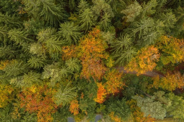 Image Aerial View Trees Forest Tree Tops Bavarian Forest Germany — Stock Photo, Image