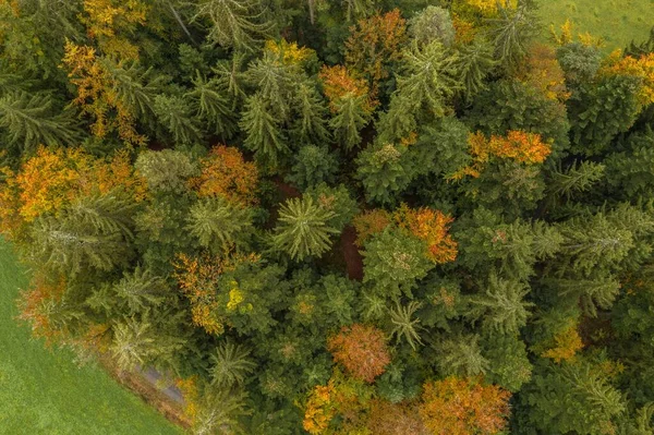 Kép Egy Fára Néző Légi Felvételről Fentről Bajor Erdő Tetején — Stock Fotó