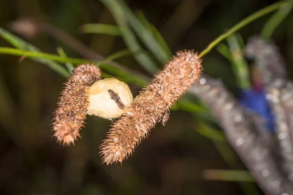 Brown Blade Grass Insects Cocoon Rain Water Drops Flower Meadow — Stock Photo, Image