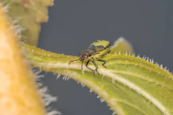 Primer Plano Insecto Verde Sentado Una Hoja Alemania — Foto de Stock