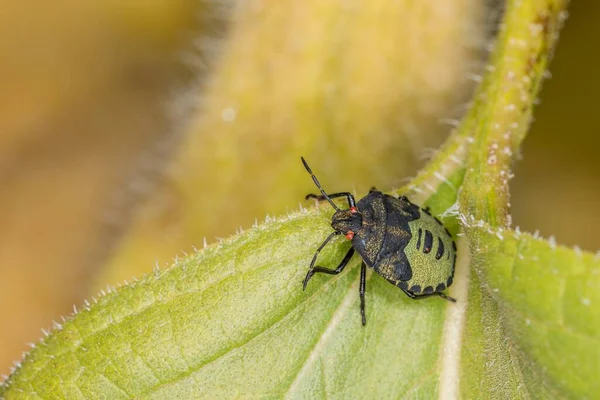 Detailní Záběr Zeleného Brouka Sedícího Listu Německo — Stock fotografie