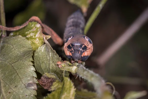 Primo Piano Una Larva Libellula Bruna Ramo Nell Erba Germania — Foto Stock