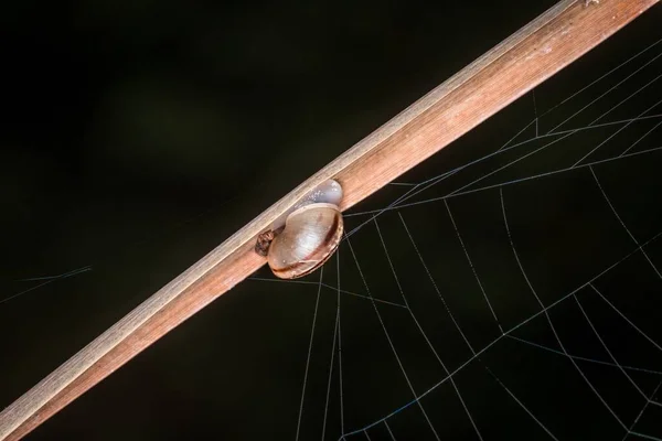 Μικρό Σαλιγκάρι Κέλυφος Σαλιγκαριού Καλάμι Ιστό Αράχνης Λίμνη Λίμνη Γερμανία — Φωτογραφία Αρχείου