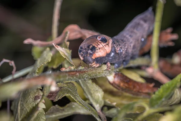 Primer Plano Una Larva Libélula Marrón Una Rama Hierba Alemania — Foto de Stock